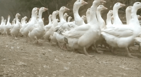 Geese goose giggle slower 560